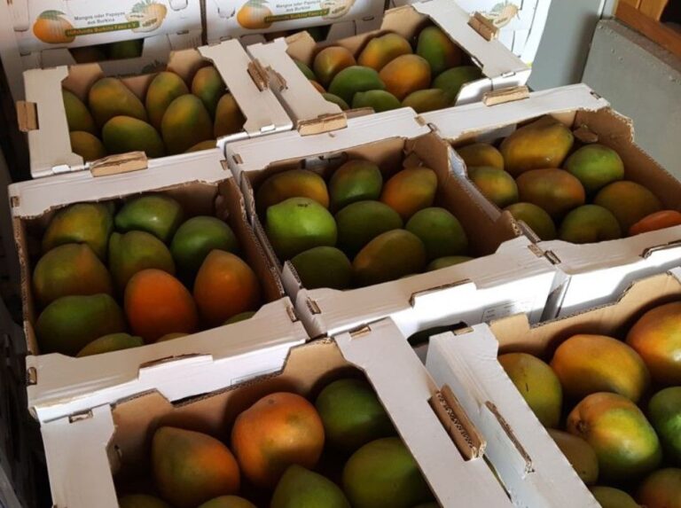 Süße Mangos sind bis Mittwoch bestellbar – Hilfe für Burkina Faso