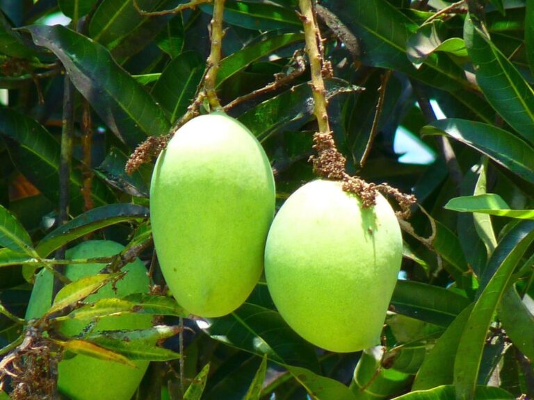 Mango-Aktion 2022 – köstliche Früchte können bis zum 8. April bestellt werden